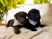 Elegante Labrador x Australian Shepherd Aussiedor Welpen Rüden aus familiärer Aufzucht