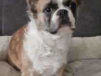 Französische Bulldogge Welpen