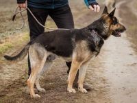 Szorin, Schäferhundmischling - ein sehr treuer Freund