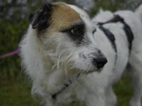 Motte, ein ruhiger Engel auf 4 Pfoten.