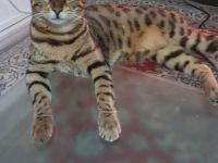 Wunderschöner reinrassiger Bengalkater mit traumhaften Charakter