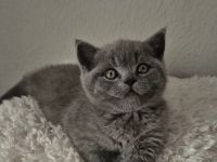 Britische Kurzhaar Kitten
