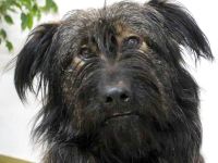 Sanfter Grey sucht Menschen die ihn schätzen