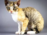 German Rex Katze gesucht weiblich