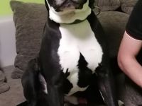 Suche ein Herrchen oder Frauchen mit Erfahrung