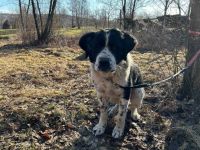 Sanfter Riese ALEK auf vier Pfoten möchte  geliebt werden!