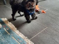 Bolonka Zwetna Deckrüde