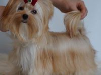 Deckrüde Yorkshire Terrier Gold