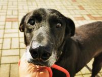 Zoran, Dobermann-Mischling, geb. 2011, sucht Einzelplatz und Besitzer mit Grundstück