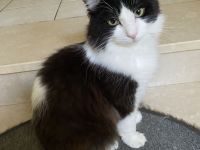 Reinrassige Ragdoll Cherubim Kitten mit Stammbaum