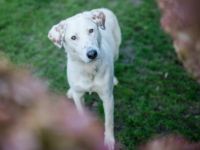 Aufgepasst, hier kommt Love! Adopt. Don´t shop.