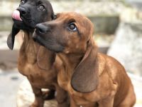 Schweißhund Welpen BGS