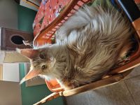 Maine Coon Kater, kastriert