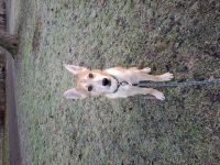 Dringend ruhiges zuhause gesucht