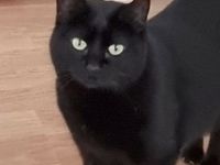 Sopresa, so lieb und noch schüchtern, braucht unbedingt bald eine Familie