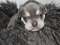 Alternativ Bulldogge