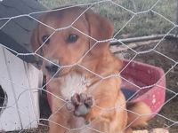 Daizy, ab dem 14.12.2025 auf einer Pflegestelle