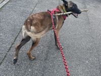 Reine Malinois Hündin sucht ihre Familie