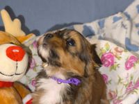 Süße Havaneser Welpen