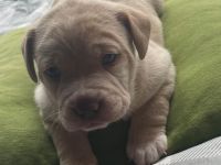 Bulli Mischlingswelpen