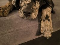 Aussiedor Rüde 9 Monate