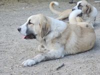 Mittelasiatischer Schäferhund welpen