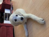 Golden Retriever Welpe