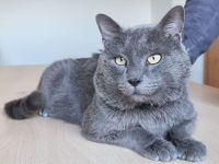 Sultan, sehr lieb und menschenbezogen, braucht ganz dringend ein Zuhause