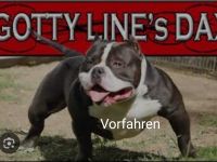 American pocket bully