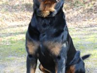 Rottweiler Deckrüde