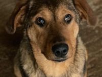 Nasso, geb. ca. 05/2024, lebt in GRIECHENLAND, auf einer privaten Pflegestelle