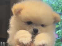 Reinrassige Pomeranian Zwergspitz Welpen