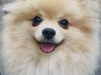 Reinrassige Pomeranian Zwergspitz Welpen