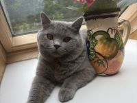 Deckkater mit Erfahrung