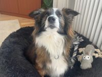 Wusel sucht seine zweite Chance!