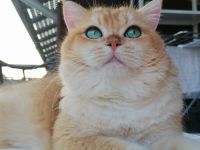 BKH Deckkater WCF Champion Black Flaxen Gold Ticked