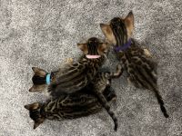 Reinrassige Bengal Kitten mit Champion-Genen | Katze