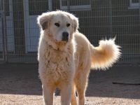 Stattlich und sensibel: Boss. Er sucht ein Zuhause.