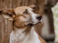 Dürfen wir vorstellen: Draga. Sie sucht ein Zuhause.