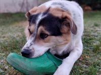 Pfiffiger Huckleberry Finn sucht ein Zuhause.