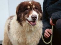 Aller guten Dinge sind drei. Dreibeinige Clementine sucht ein Zuhause