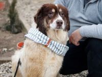 Aller guten Dinge sind drei. Dreibeinige Clementine sucht ein Zuhause