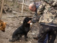 Nistru; süßer Fratz, mit weißem Latz sucht sein Zuhause.
