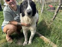 Punktnase Mukki sucht seine Familie. Adopt, don´t shop.