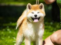 Akita Inu Welpen