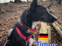 Timmy, 03/23 - süßer Podenco-Bub sucht Familie