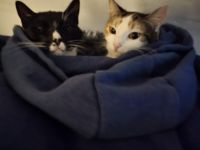 Liebevolle Katzen suchen ein neues Zuhause