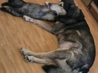 Klein Münsterländer- Sibirischer Husky Mix