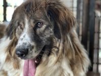 Captain Kirk sucht ein Zuhause auf dem Planeten Erde.