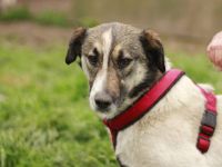 Wer schenkt Liam ein eigenes Zuhause?